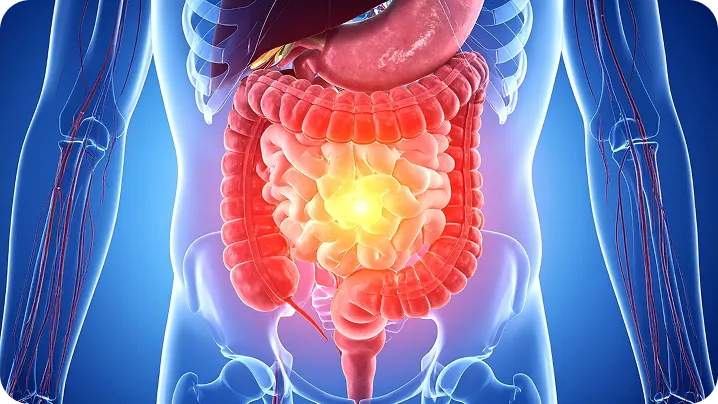 Ilustração médica do sistema digestivo humano, com um brilho amarelo no centro dos intestinos para indicar um ponto focal ou dor.